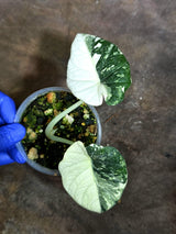 Alocasia Maharani Albo Variegated Live Plant - (Oct-21-21)