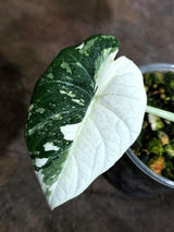 Alocasia Maharani Albo Variegated Live Plant - (Oct-21-21)