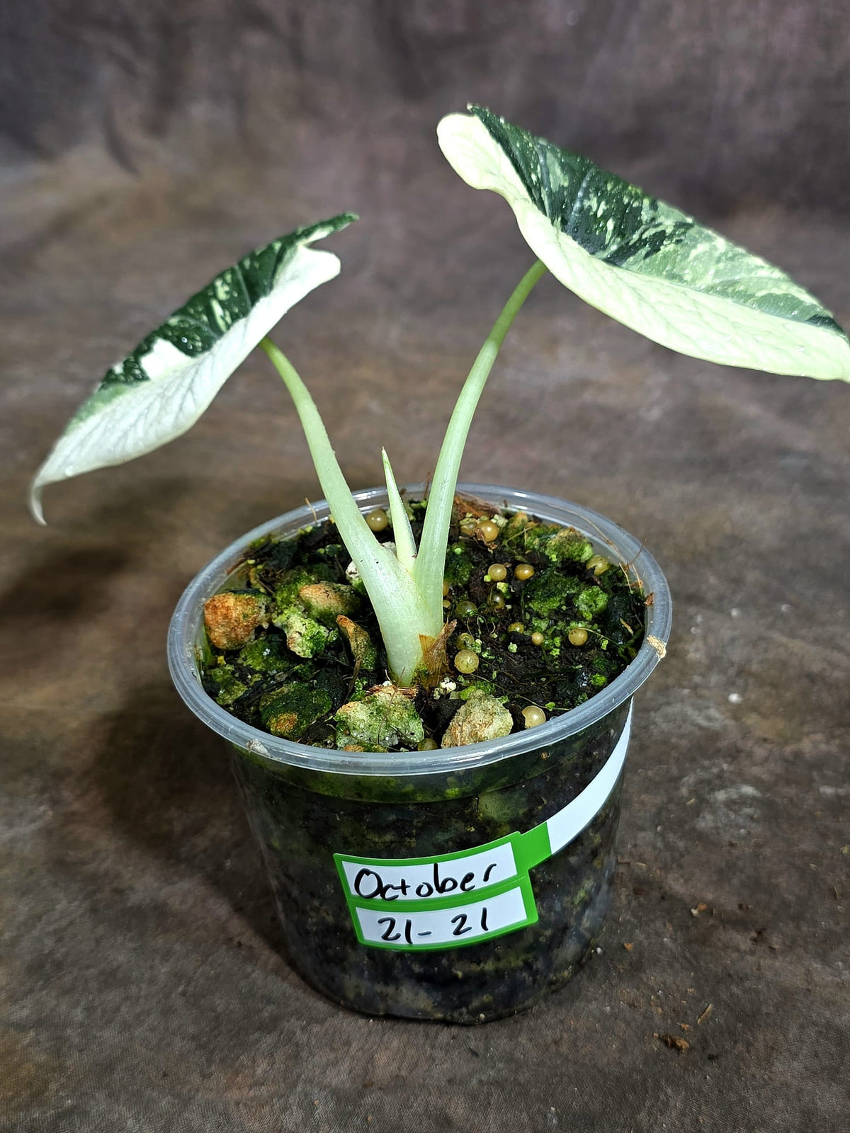 Alocasia Maharani Albo Variegated Live Plant - (Oct-21-21)