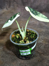 Alocasia Maharani Albo Variegated Live Plant - (Oct-21-21)