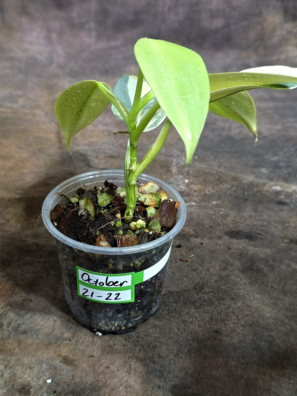 Variegated Silver Sword Philodendron Exact plant - (Oct-21-22)