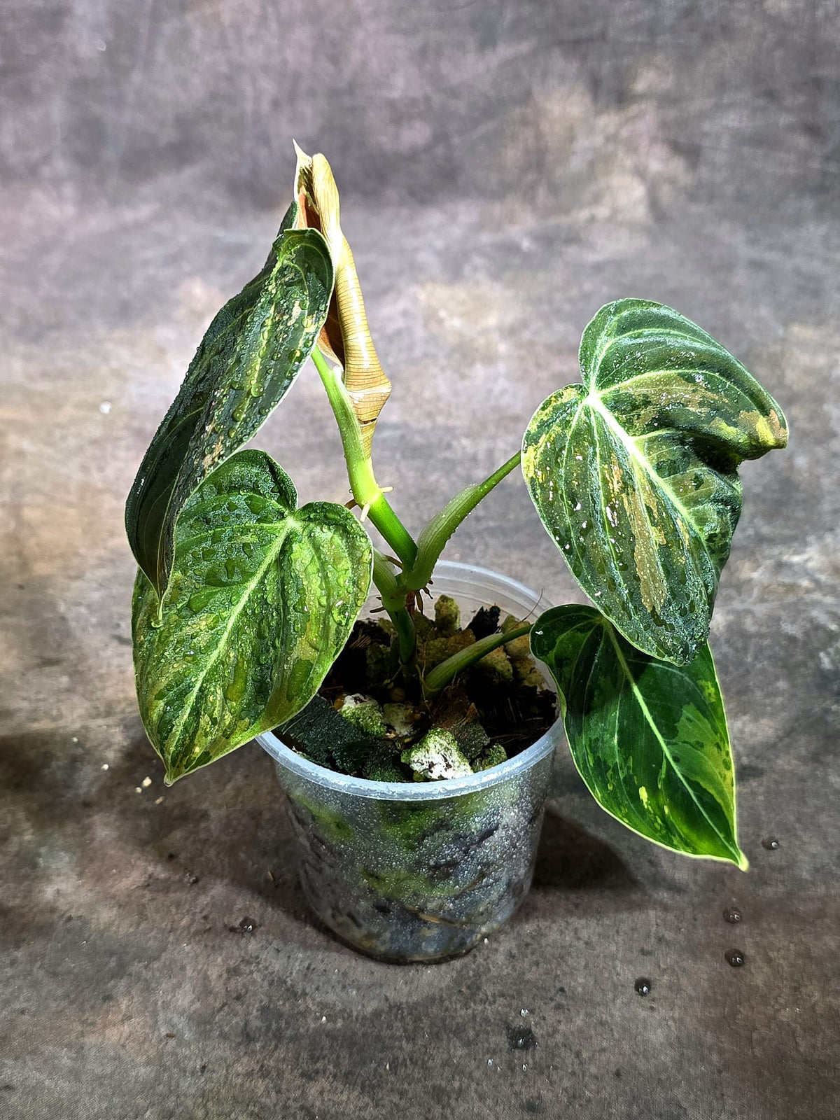 Philodendron Melanochrysum Variegated (Oct-21-23)