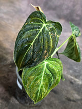 Philodendron Melanochrysum Variegated (Oct-21-23)