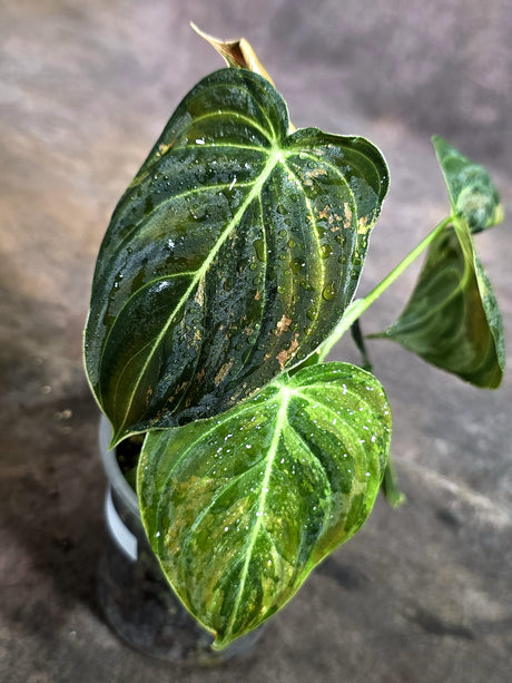 Philodendron Melanochrysum Variegated (Oct-21-23)