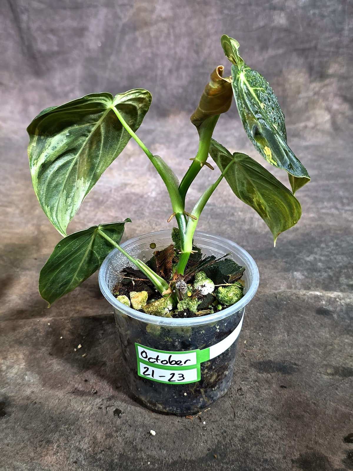 Philodendron Melanochrysum Variegated (Oct-21-23)