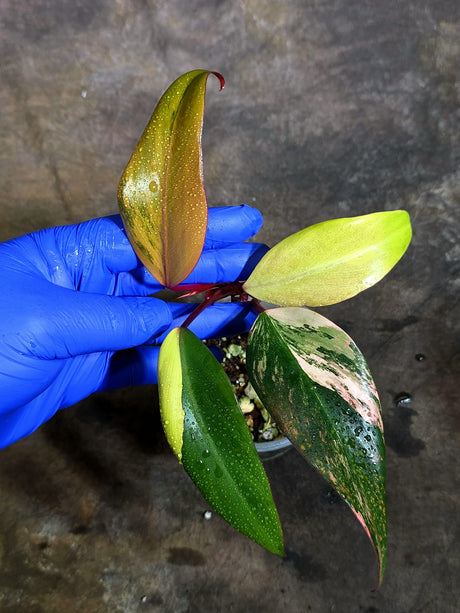 Rare Philodendron Strawberry Shake Variegated (Oct-21-24)