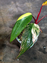 Rare Philodendron Strawberry Shake Variegated (Oct-21-24)
