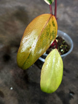 Rare Philodendron Strawberry Shake Variegated (Oct-21-24)