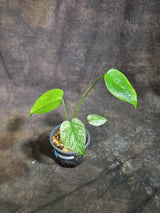 Monstera Deliciosa White Monster - Rare Monstera Beauty - (Oct-21-1)