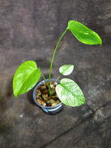 Monstera Deliciosa White Monster - Rare Monstera Beauty - (Oct-21-1)