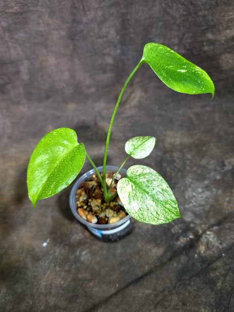 Monstera Deliciosa White Monster - Rare Monstera Beauty - (Oct-21-1)