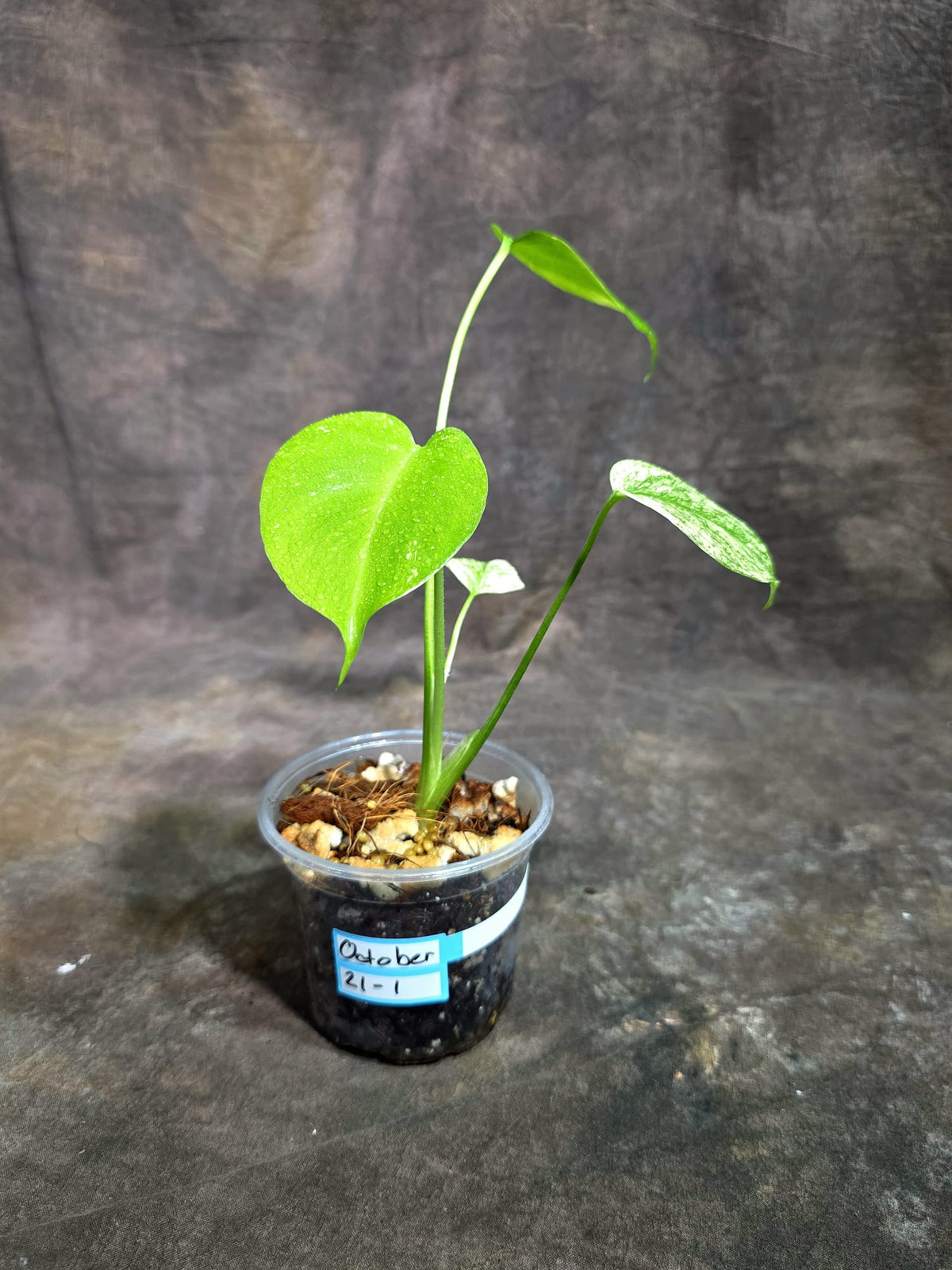 Monstera Deliciosa White Monster - Rare Monstera Beauty - (Oct-21-1)