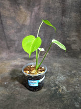 Monstera Deliciosa White Monster - Rare Monstera Beauty - (Oct-21-1)