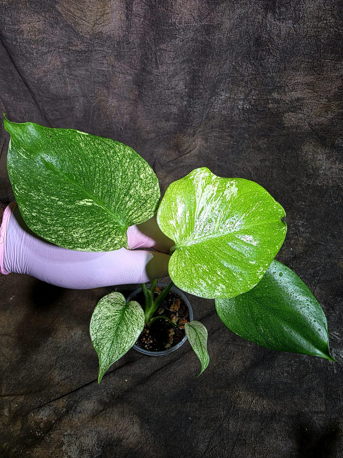 Monstera Deliciosa White Monster - Rare Monstera Beauty - (Oct-21-2)