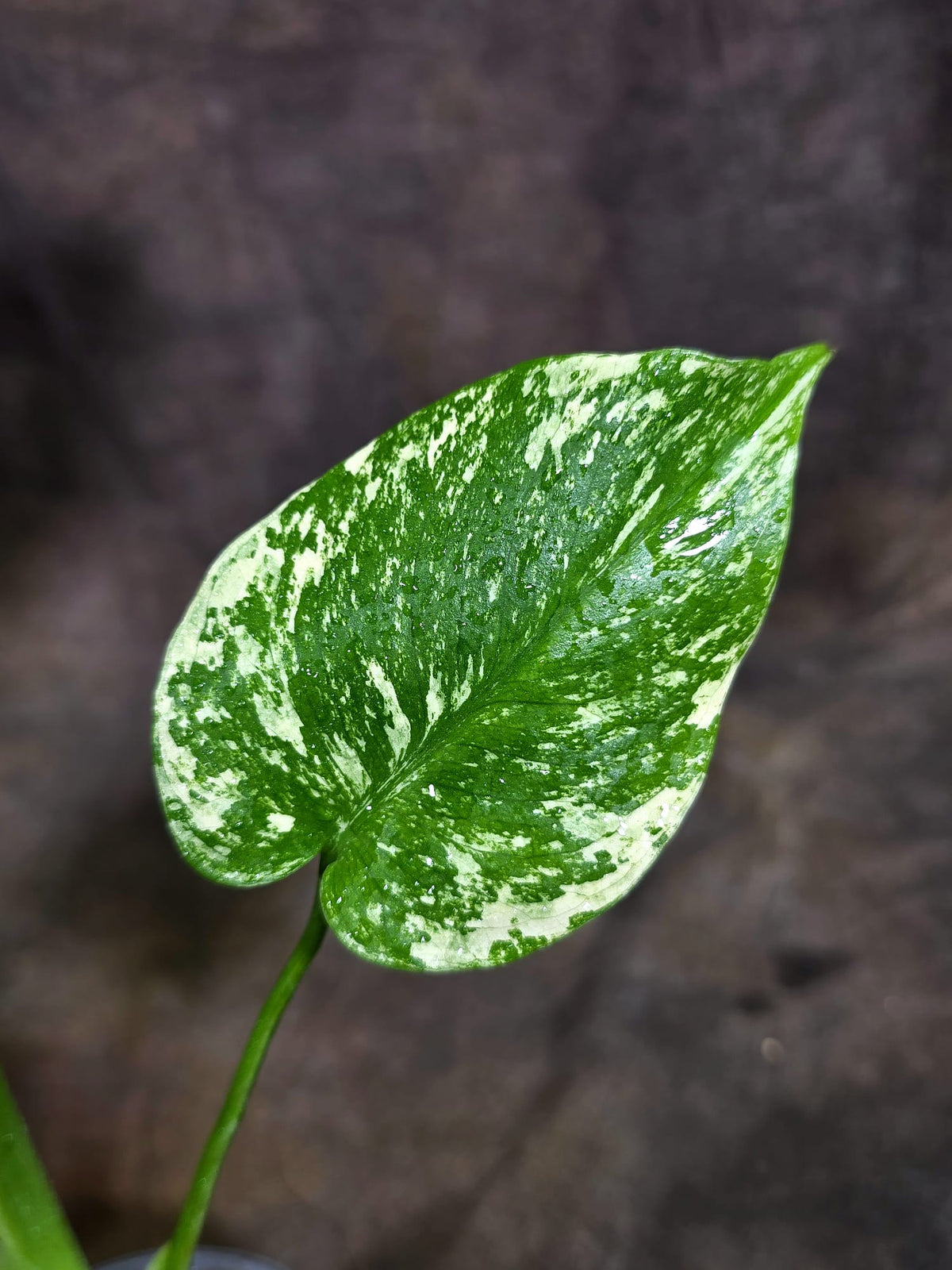 Monstera Deliciosa White Monster - Rare Monstera Beauty - (Oct-21-4)
