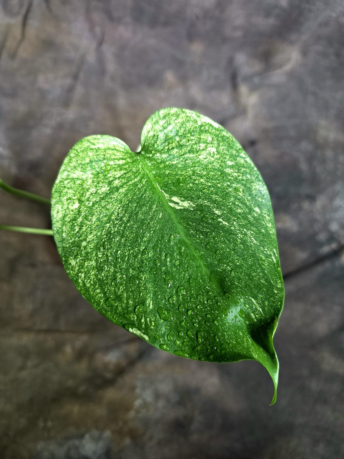 Monstera Deliciosa White Monster - Rare Monstera Beauty - (Oct-21-2)