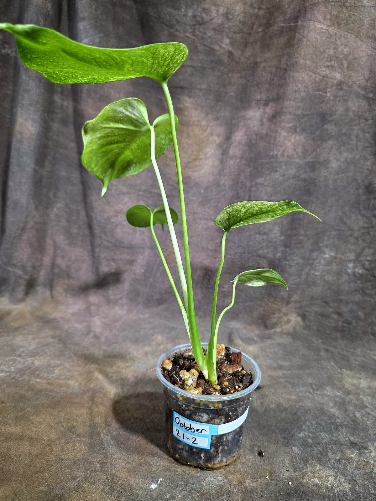 Monstera Deliciosa White Monster - Rare Monstera Beauty - (Oct-21-2)