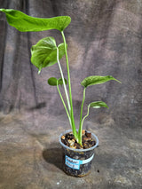 Monstera Deliciosa White Monster - Rare Monstera Beauty - (Oct-21-2)