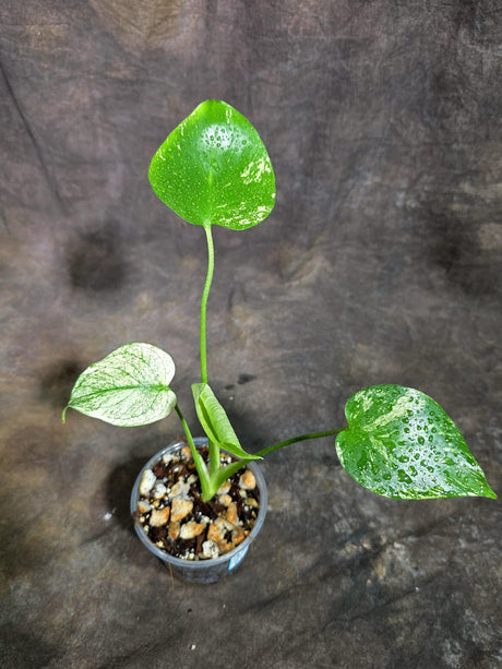 Monstera Deliciosa White Monster - Rare Monstera Beauty - (Oct-21-3)