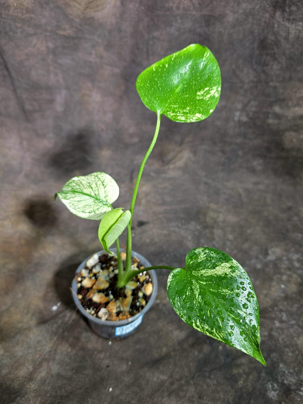 Monstera Deliciosa White Monster - Rare Monstera Beauty - (Oct-21-3)