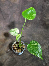 Monstera Deliciosa White Monster - Rare Monstera Beauty - (Oct-21-3)