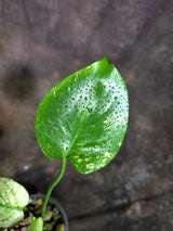 Monstera Deliciosa White Monster - Rare Monstera Beauty - (Oct-21-3)