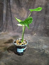 Monstera Deliciosa White Monster - Rare Monstera Beauty - (Oct-21-3)