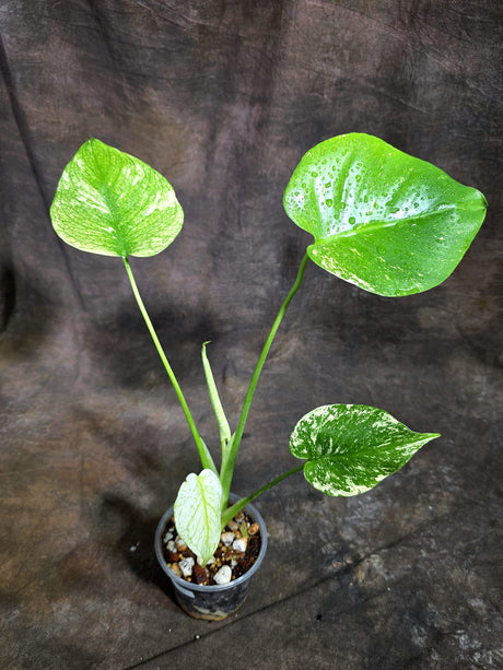 Monstera Deliciosa White Monster - Rare Monstera Beauty - (Oct-21-4)