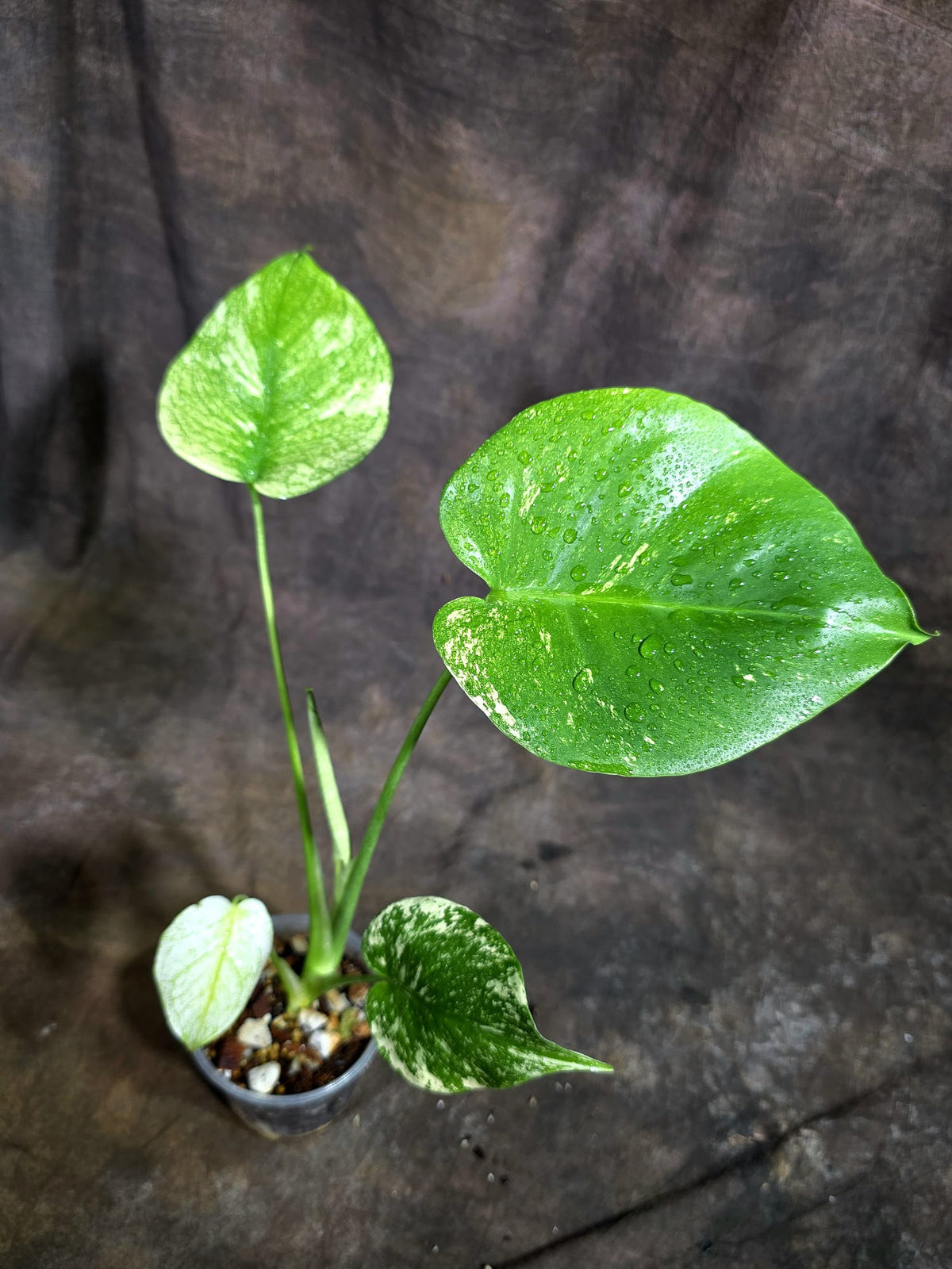 Monstera Deliciosa White Monster - Rare Monstera Beauty - (Oct-21-4)