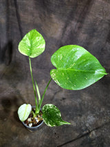 Monstera Deliciosa White Monster - Rare Monstera Beauty - (Oct-21-4)