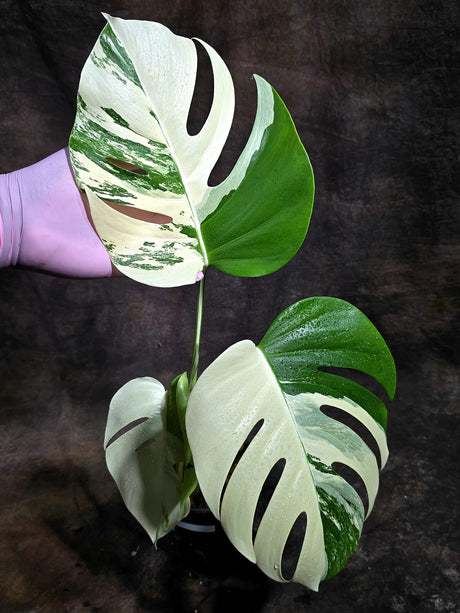 Variegated Monstera Albo - White Albo Borsigiana (Oct-21-5)