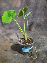 Monstera Deliciosa White Monster - Rare Monstera Beauty - (Oct-21-7)