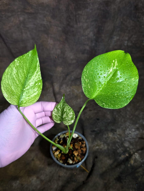 Monstera Deliciosa White Monster - Rare Monstera Beauty - (Oct-21-8)