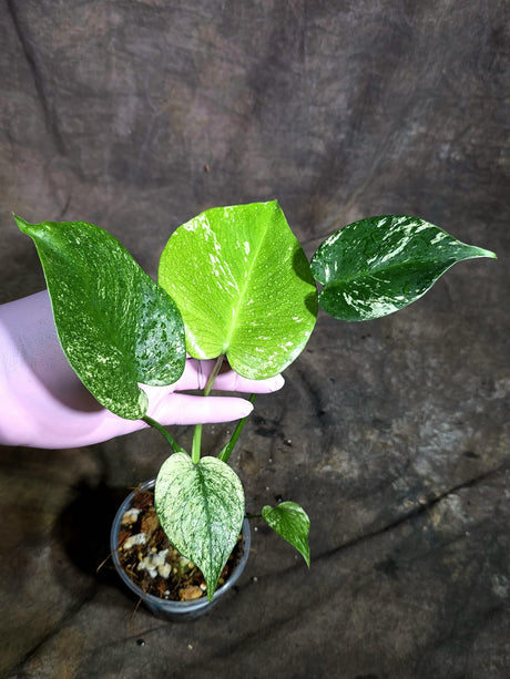 Monstera Deliciosa White Monster - Rare Monstera Beauty - (Oct-21-6)