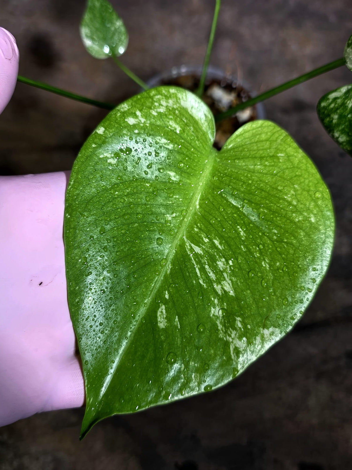 Monstera Deliciosa White Monster - Rare Monstera Beauty - (Oct-21-6)