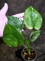 Monstera Deliciosa White Monster - Rare Monstera Beauty - (Oct-21-7)