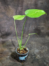 Monstera Deliciosa White Monster - Rare Monstera Beauty - (Oct-21-8)
