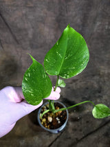 Monstera Deliciosa White Monster - Rare Monstera Beauty - (Oct-21-11)