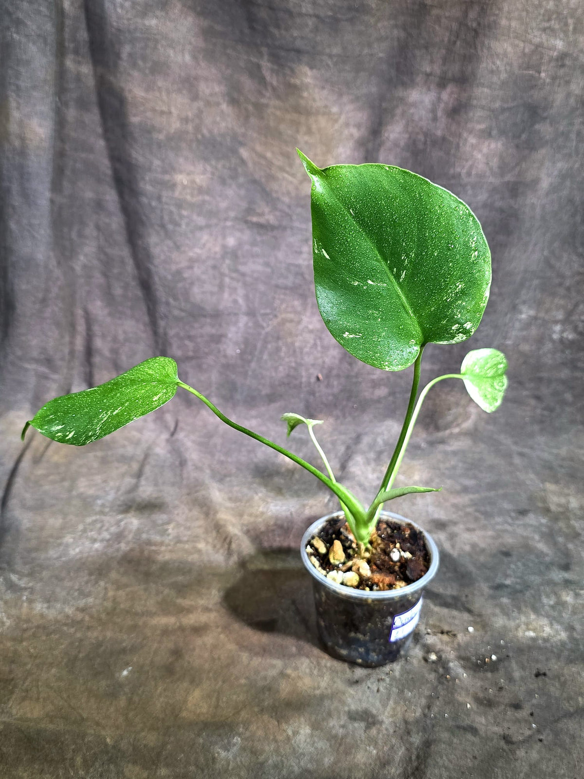 Monstera Deliciosa White Monster - Rare Monstera Beauty - (Oct-21-11)