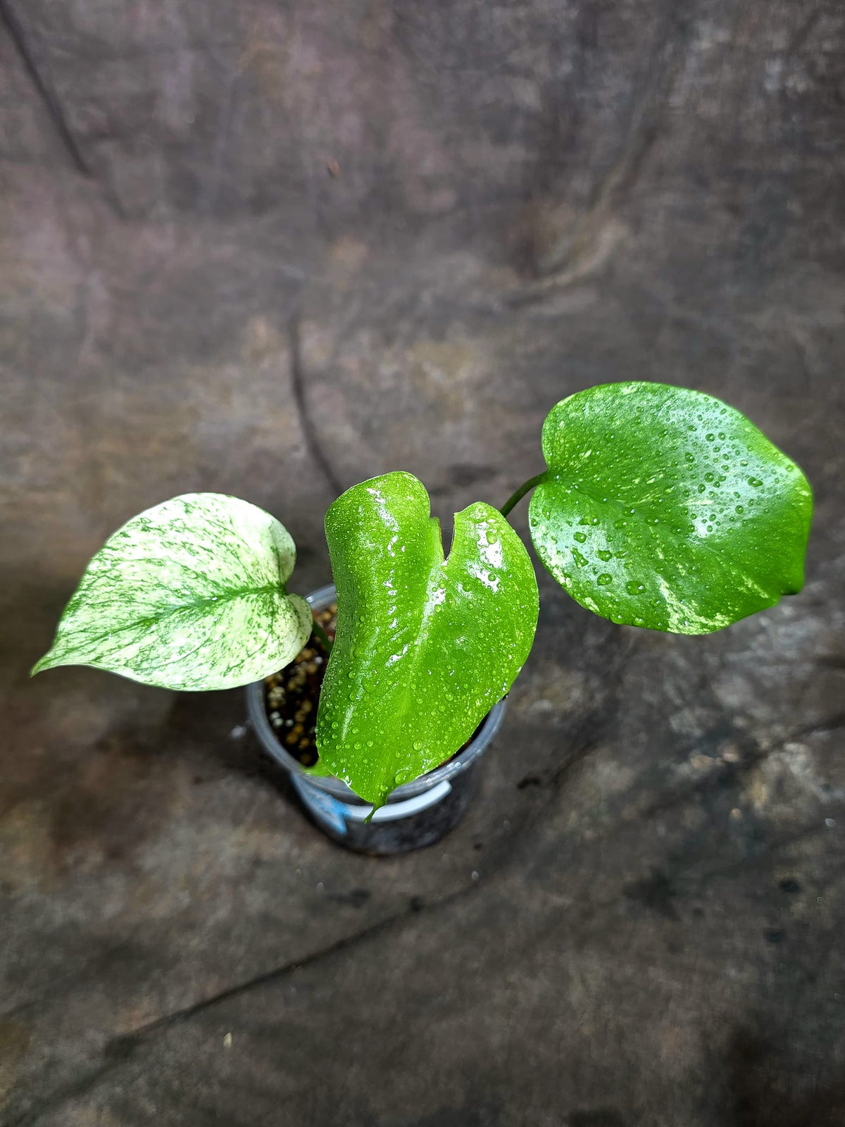 Monstera Deliciosa White Monster - Rare Monstera Beauty - (Oct-21-9)