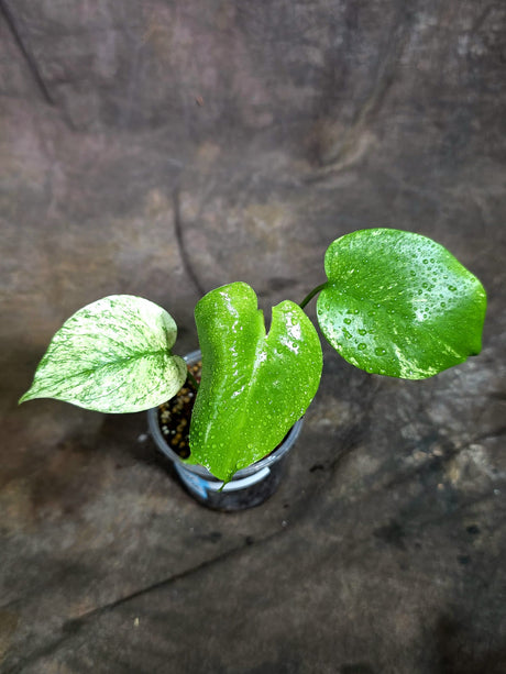 Monstera Deliciosa White Monster - Rare Monstera Beauty - (Oct-21-9)