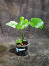 Monstera Deliciosa White Monster - Rare Monstera Beauty - (Oct-21-9)