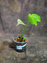 Monstera Deliciosa White Monster - Rare Monstera Beauty - (Oct-21-9)