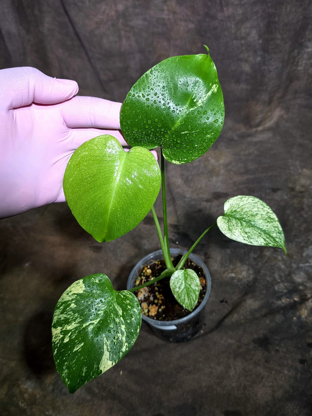 Monstera Deliciosa White Monster - Rare Monstera Beauty - (Oct-21-10)