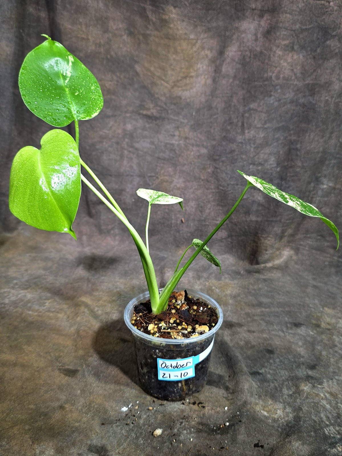 Monstera Deliciosa White Monster - Rare Monstera Beauty - (Oct-21-10)
