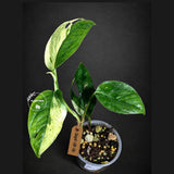 Epipremnum Pinnatum Marble Variegated - Rare Tropical Houseplant - Exact Plant - US Seller