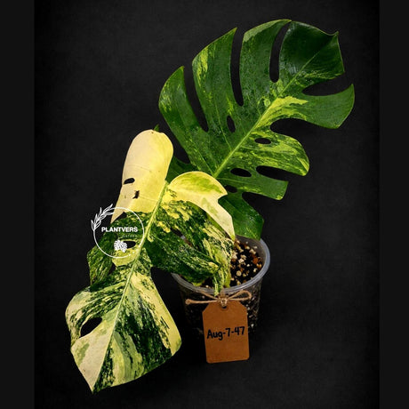 Variegated Monstera Aurea Live Plant - Rare Yellow Variegated Monstera Borsigiana - Collector Grade Houseplant - US Seller