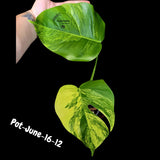 Variegated Monstera Aurea Live Plant - Rare Yellow Variegated Monstera Borsigiana - Collector Grade Houseplant - US Seller