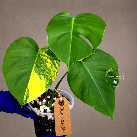 Variegated Monstera Aurea Live Plant - Rare Yellow Variegated Monstera Borsigiana - Collector Grade Houseplant - US Seller