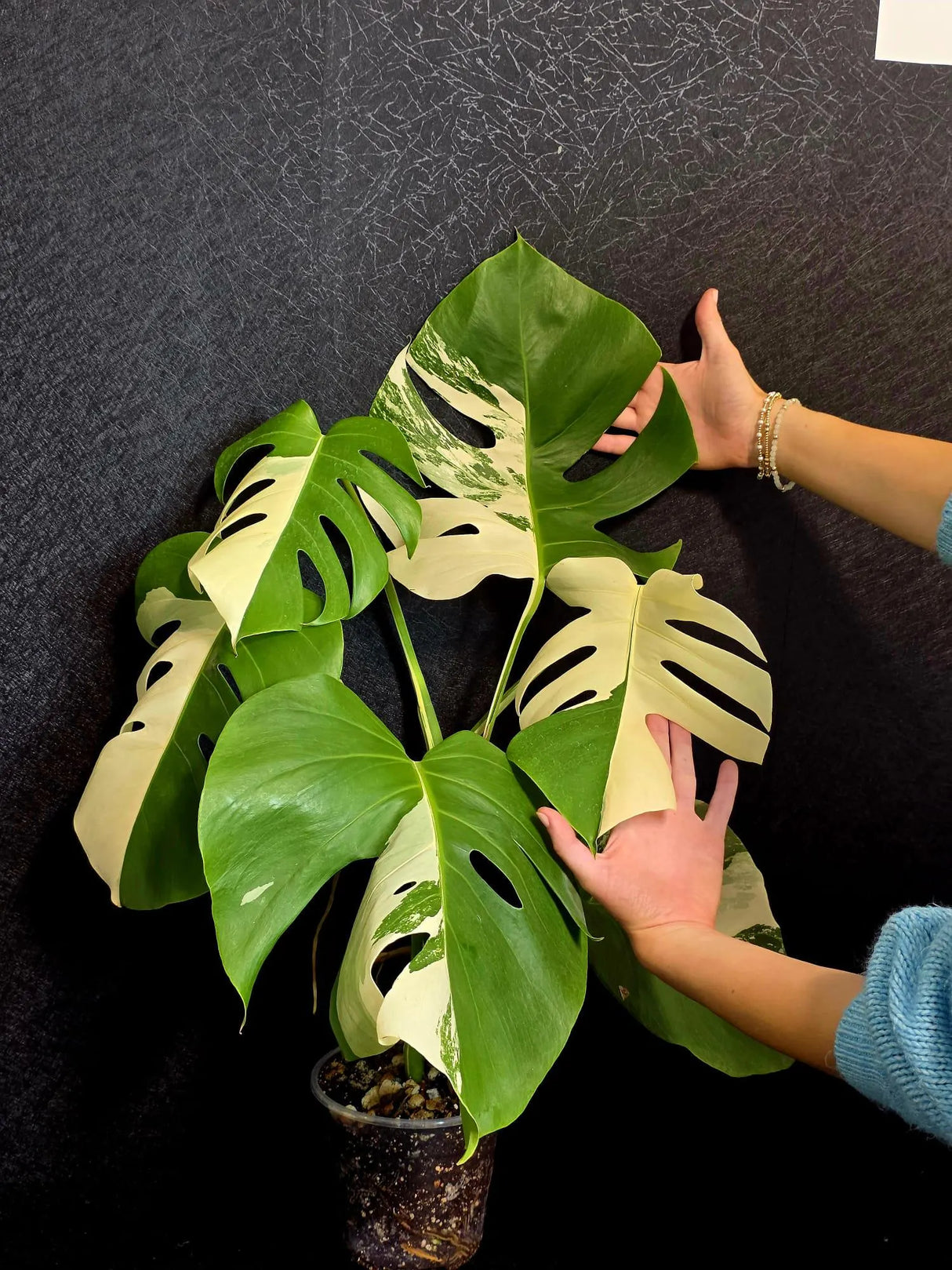 Rare Variegated Monstera Albo - White Albo Borsigiana Mature EXACT Plant - Large Form - US Seller